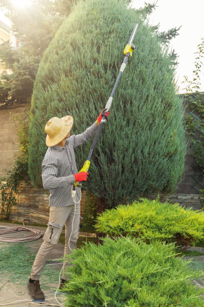 Best Sod Installation  in Clayco, MO